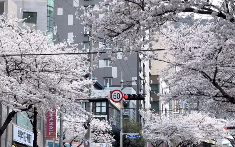 Cherry Blossoms in Full Bloom Are a Symbol of Spring in South Korea