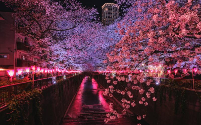 Fantastic Night Sakura in Meguro River