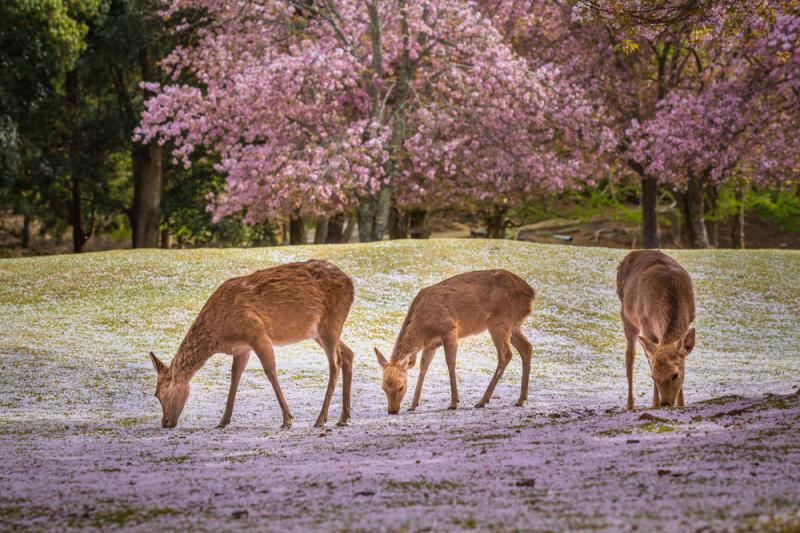 Nara Park Sakura