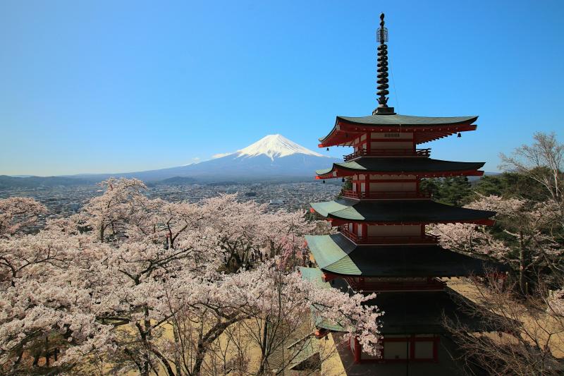 Chureito Pagoda Sakura