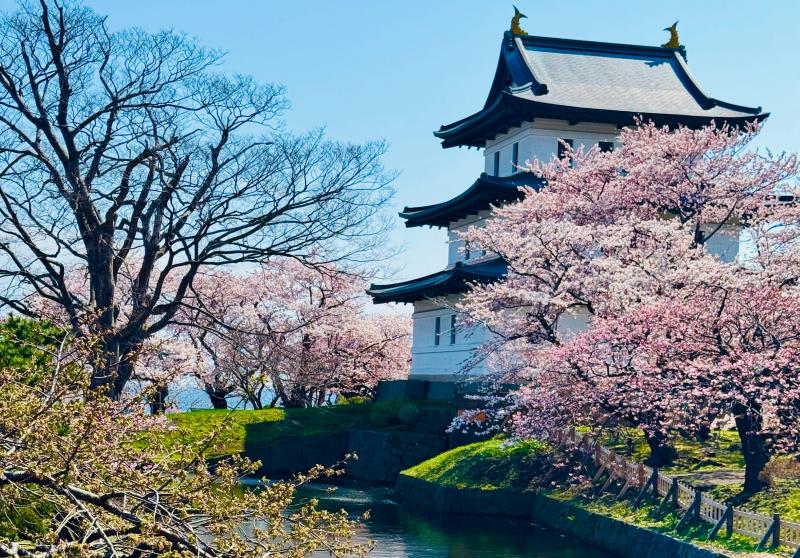 Matsumae Park Sakura