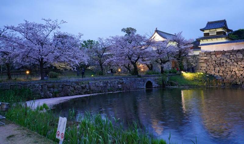 Enchanting Sight of Fukuoka Castle Sakura Season