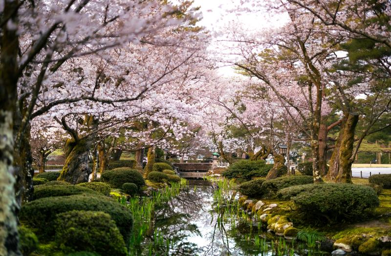 Sakura in Kanazawa