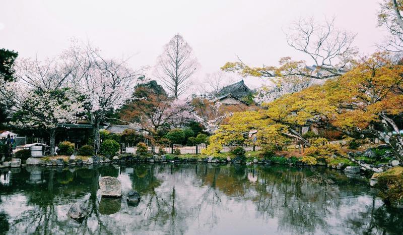 Stunning Charm of Sakura in Japan