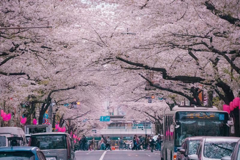 Japan in Early April