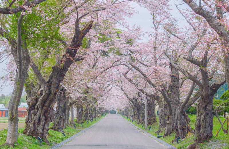 Hokkaido Sakura Season