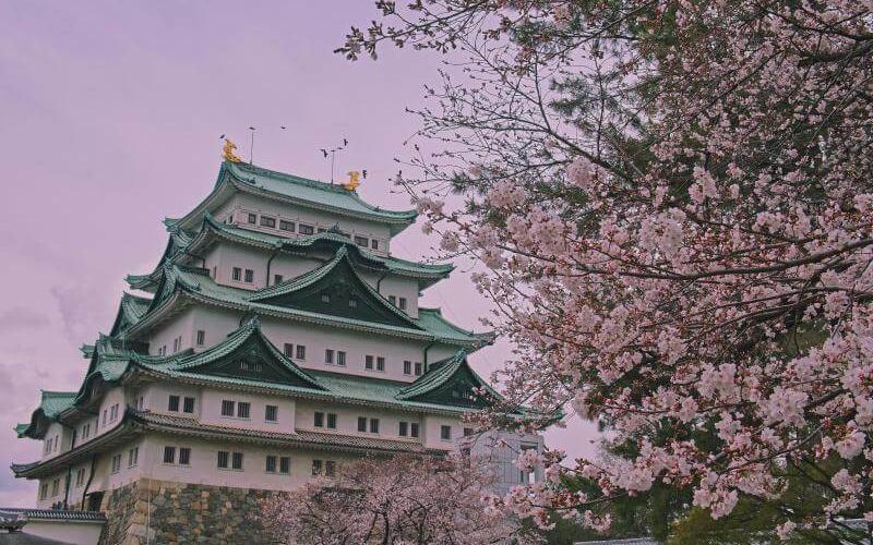 Nagoya Castle Sakura