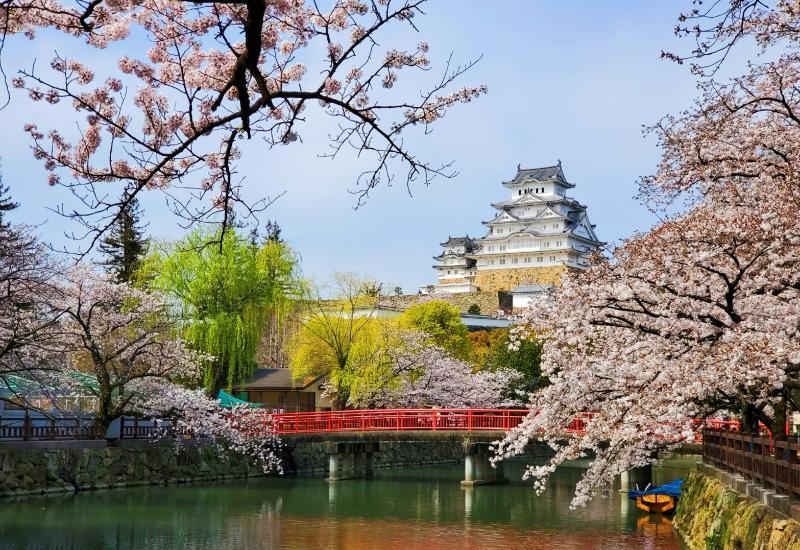 Himeji Castle Sakura