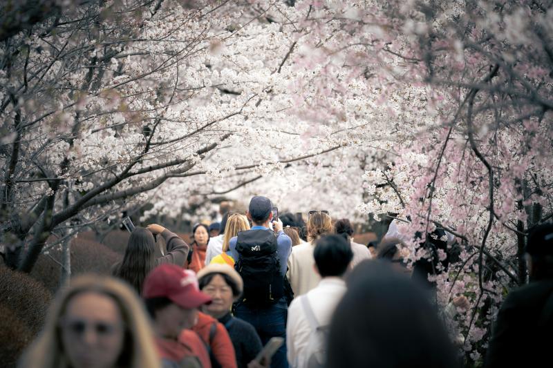 So Many People Go to See Philosopher's Path Sakura
