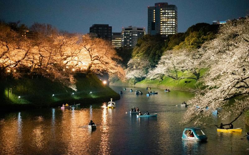 Chidorigafuchi Sakura Cruise