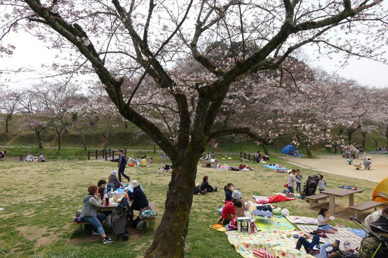 Hanami in Japan