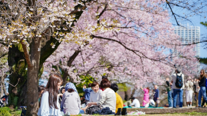People enjoy a spring picnic under blooming cherry blossom trees.