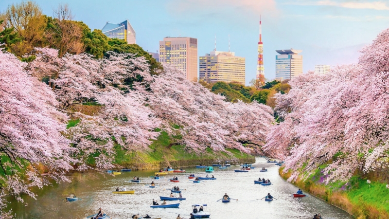 Rowboats on Tokyo’s Chidorigafuchi moat under cherry blossoms.