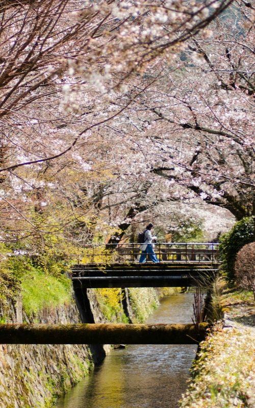 A tranquil walk along Kyoto’s Philosopher’s Path under cherry blossoms.