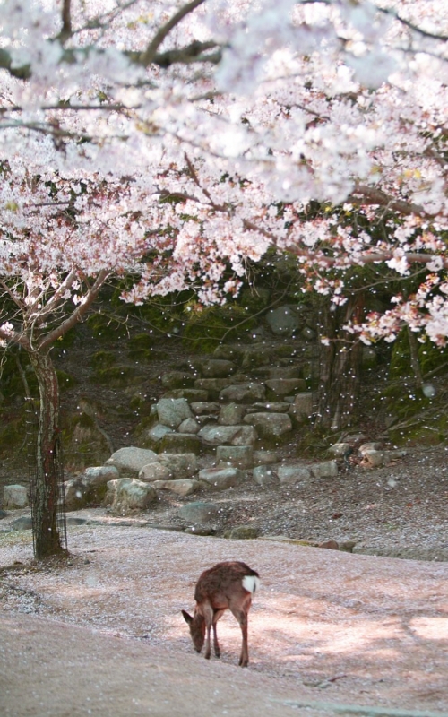 A deer grazes peacefully beneath cherry blossoms at Miyajima.