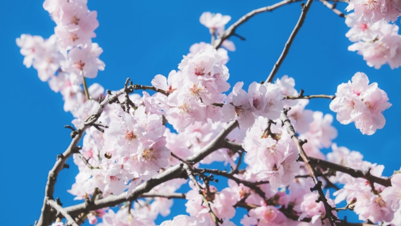 Somei Yoshino cherry blossoms bloom against a clear blue sky.