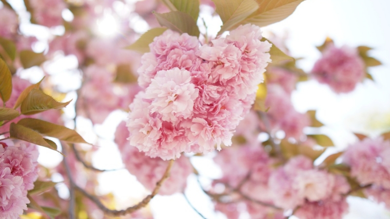 The delicate pink blooms of the Yaezakura cherry blossom.