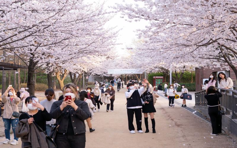 South Korea Cherry Blossom Season