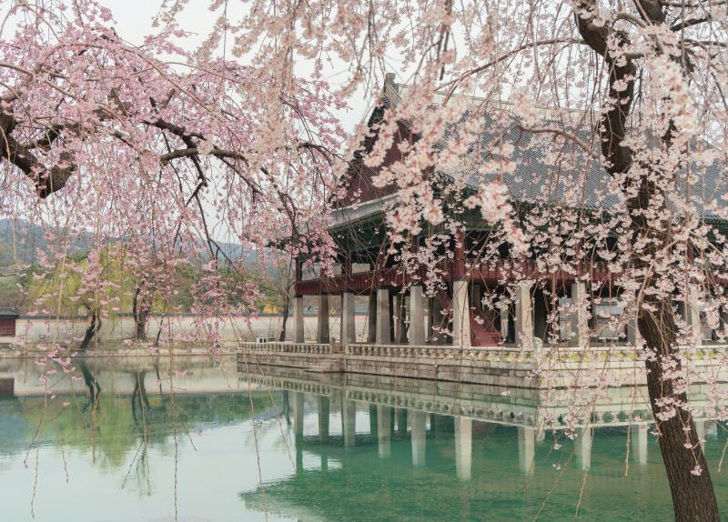 Stunning Scene of Gyeongbokgung Palace During Cherry Blossom Season in Seoul
