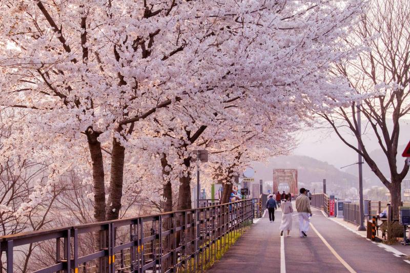 Korea Sakura Season