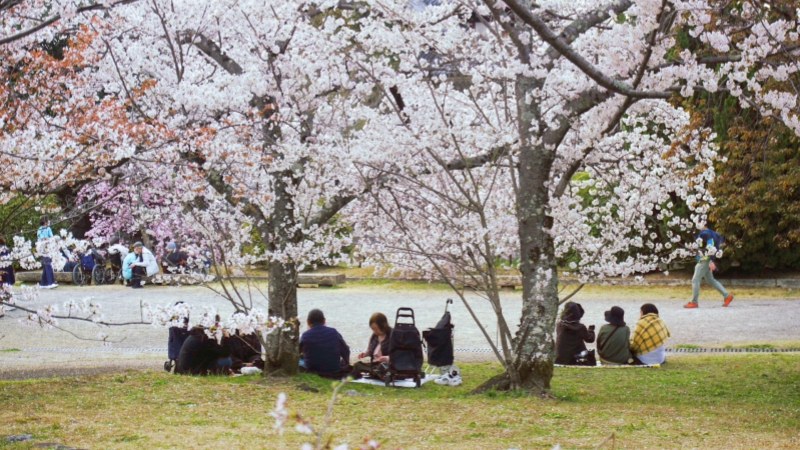 People are enjoying a hanami picnic under the blooming cherry blossom trees.