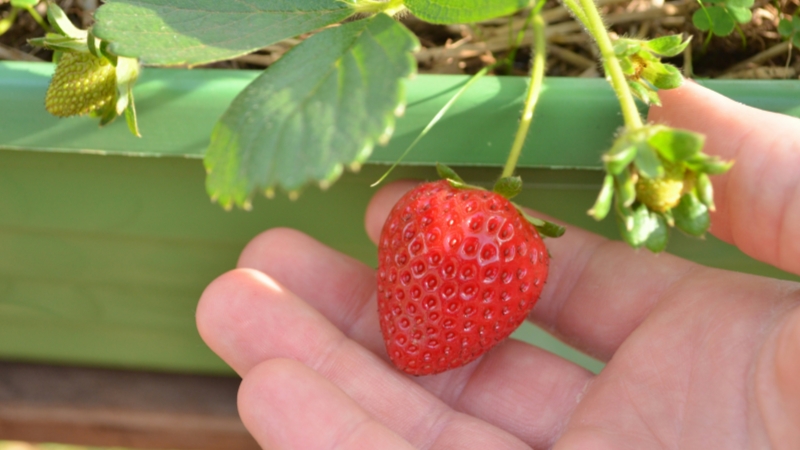 Picking strawberry in the farm around Mt. Fuji