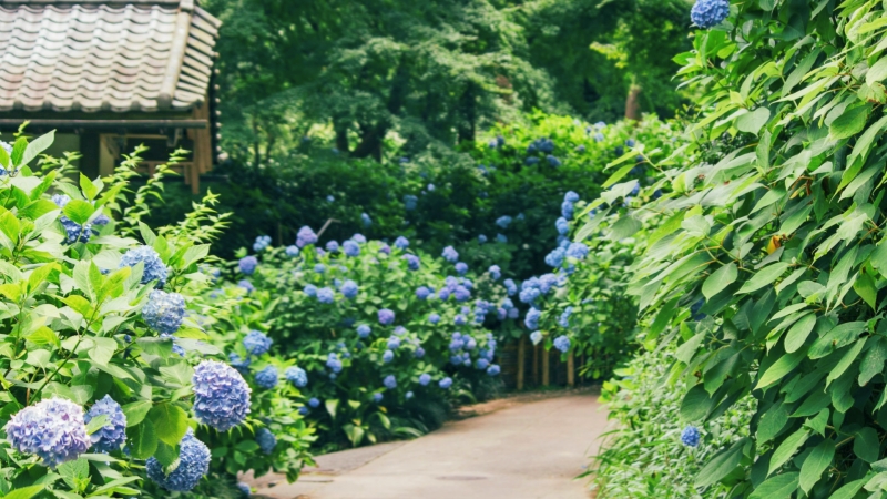 A serene garden path lined with vibrant, blue hydrangeas in full bloom in June.