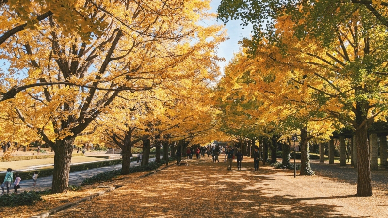 Golden ginkgo trees create a stunning autumn walkway in Tokyo in early December.