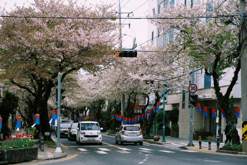Jeonnong-ro Cherry Blossom Street