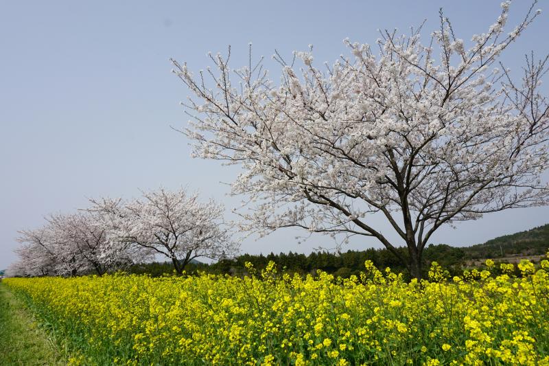 Spring in Jeju