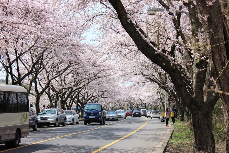 Cherry Blossoms in Jeju Island