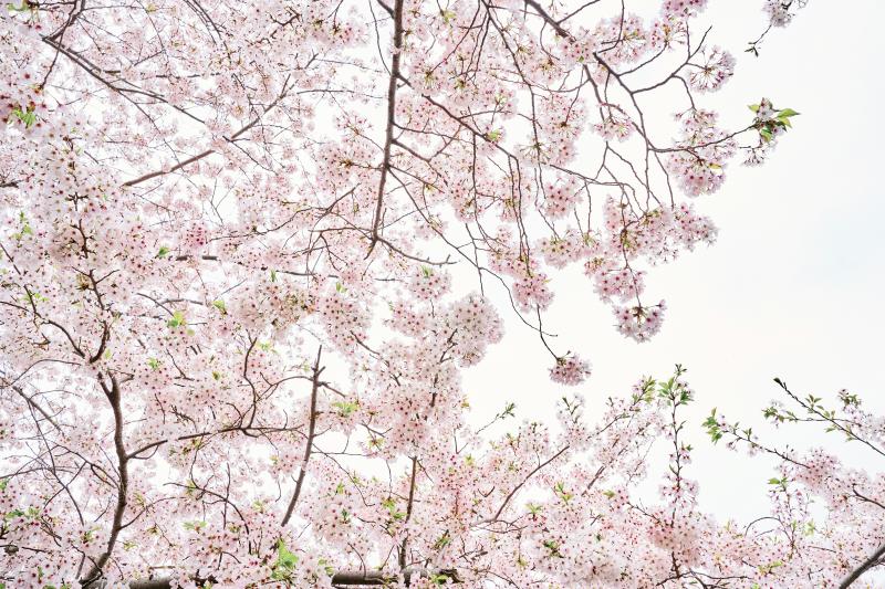 Jeju Island Cherry Blossoms