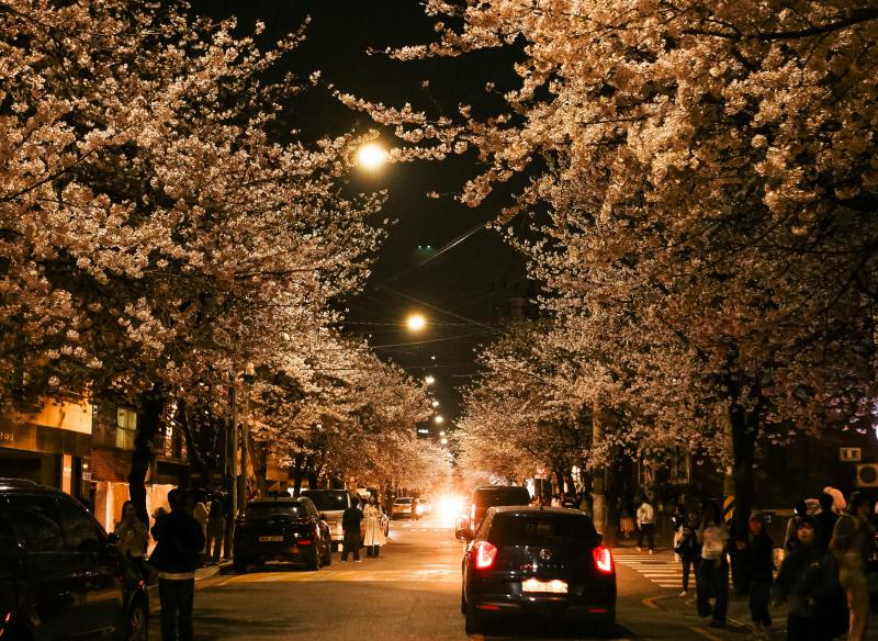 Cherry Blossom Festival Seoul