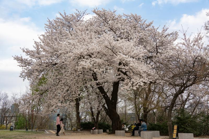 Cherry Blossom Season Seoul