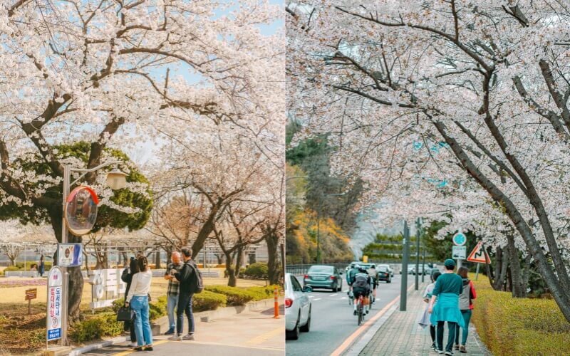 Seoul Sakura Season
