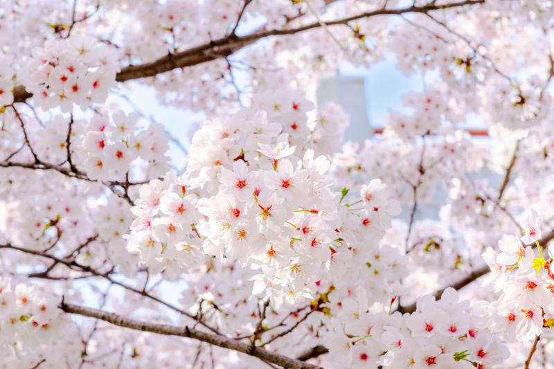 Yeouido Cherry Blossom
