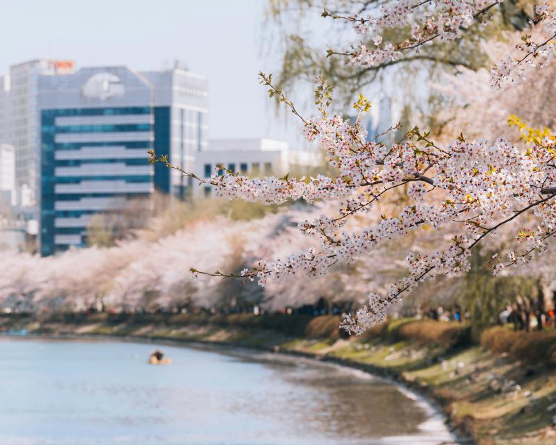 Stunning View of Cherry Blossoms along the Lake in Seokchon Lake Park in Seoul, South Korea