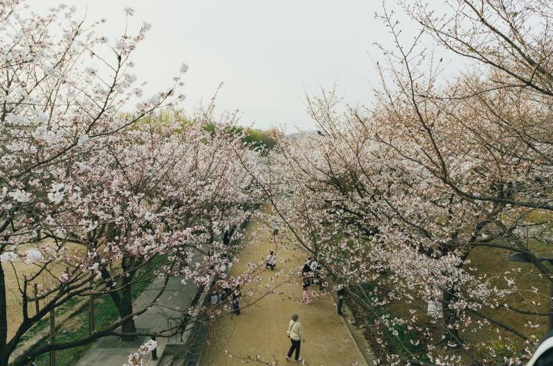 Seoul Cherry Blossom Season