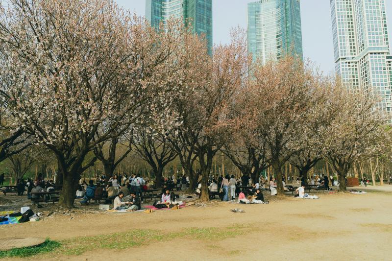 Enjoy Picnic under Cherry Blossom Trees during Spring in Seoul