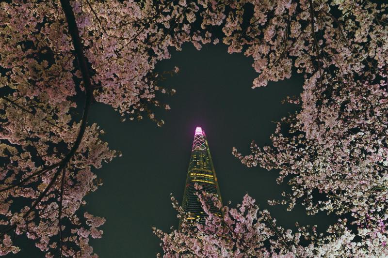 Breathtaking Cherry Blossom in Seoul