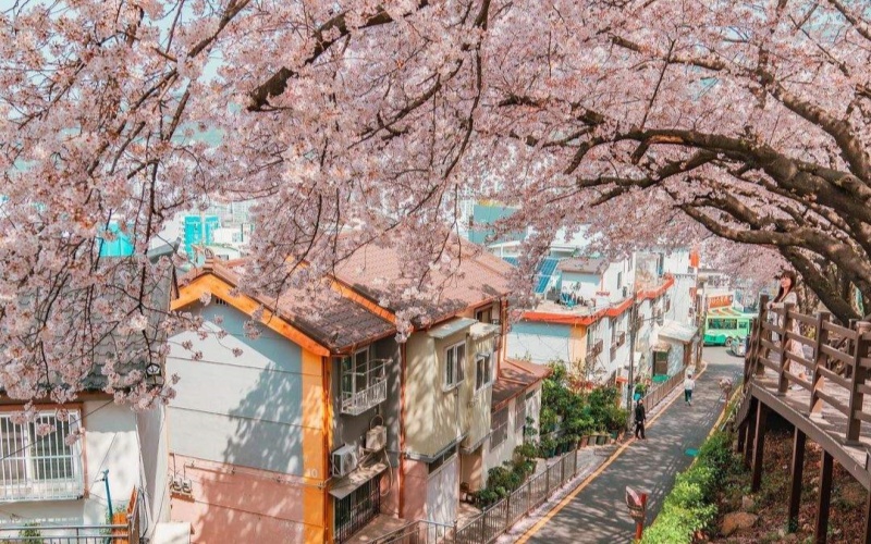Nakdonggang Cherry Blossom Road