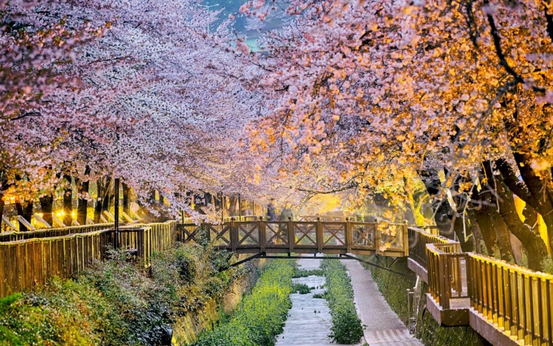 Namcheon-dong Cherry Blossom Tunnel