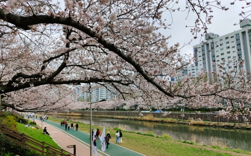 Busan National University Cherry Grove