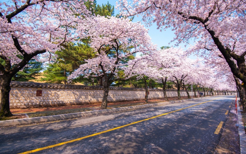 Gyeongju Cherry Blossom Road