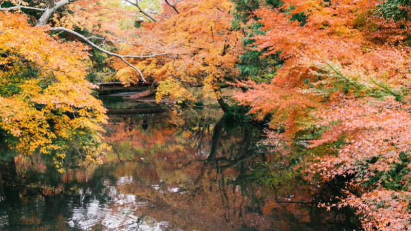 Vibrant autumn leaves reflect on a tranquil pond in Yufuin, Kyushu.