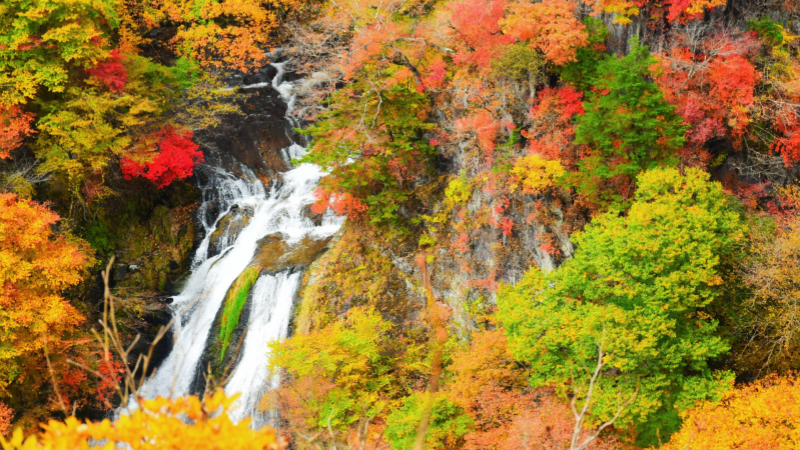 Nikko autumn vibrant vibe