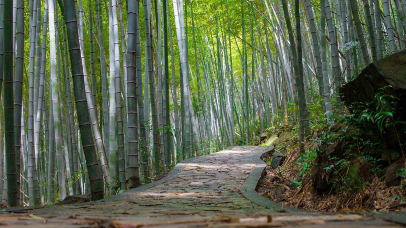 Tranquil bamboo walk in Kamakura