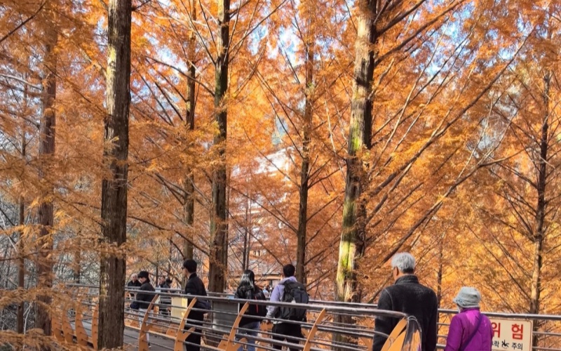 Autumn Foliage in Daejeon