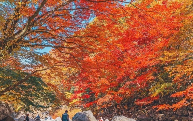 Jeju Land Autumn Leaves View