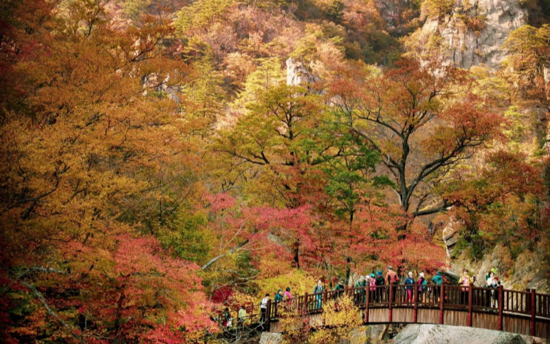 Appreciating Maple Leaves at Seoraksan National Park